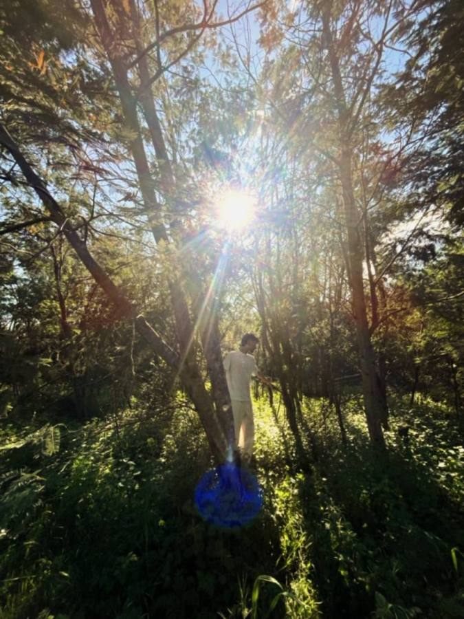 Sunlight breaking through the trees in a forest clearing